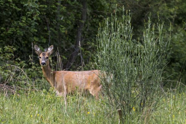 Capriolo selvatico nelle valli di Petroia