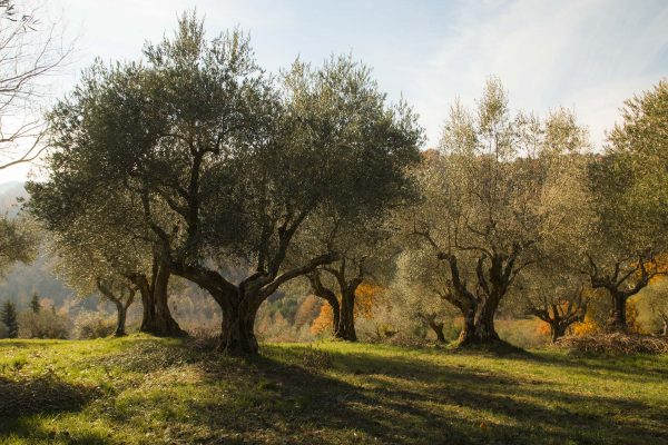 Gli olivi pronti per la raccolta