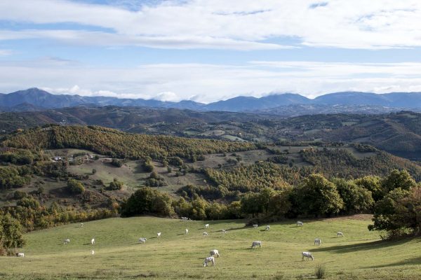 Le Chianine al pascolo con vista