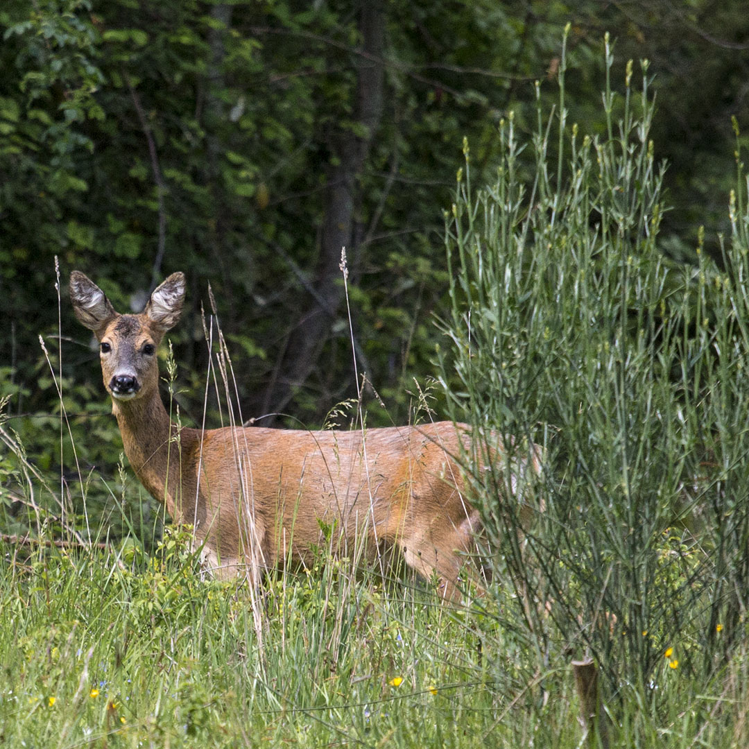 Capriolo_selvatico_nelle_valli_di_petroia