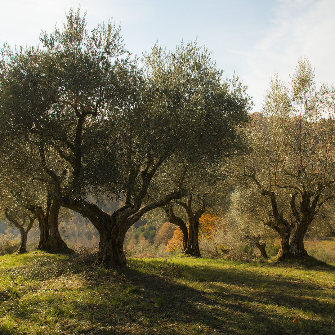 Olivi_nella_tenuta_del_Castello