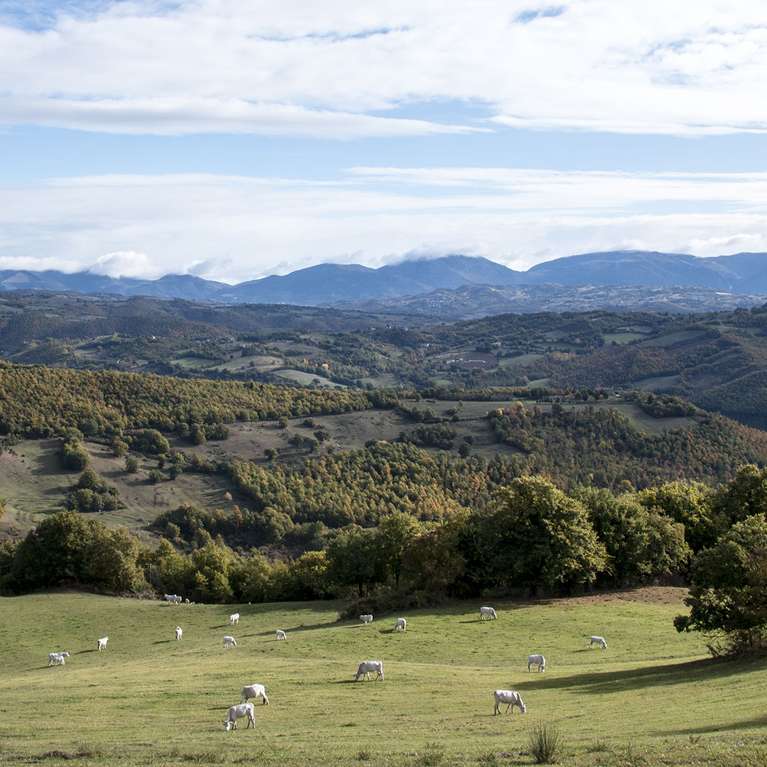 chianine_al_pascolo_nella_fattoria_di_petroia