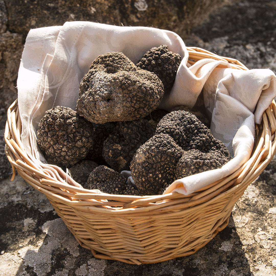 Tartufo_di_Petroia