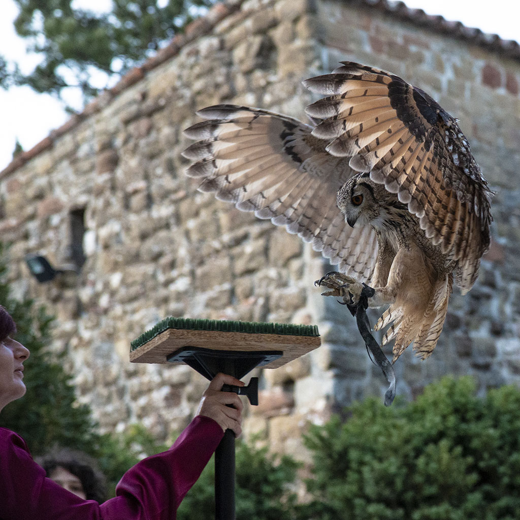 Gufo reale al Castello di Petroia