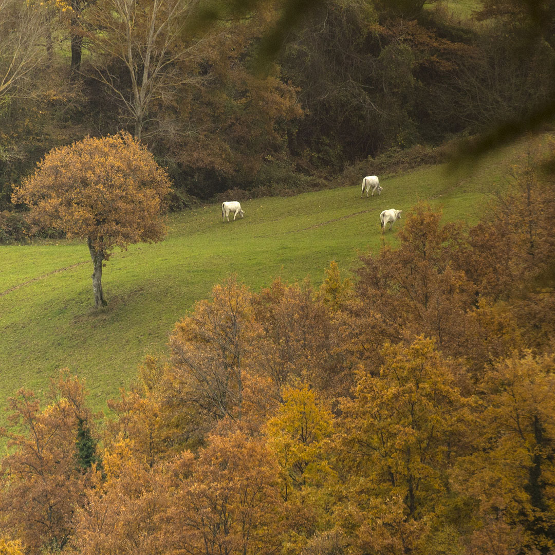 chianine_al_pascolo_in_autunno