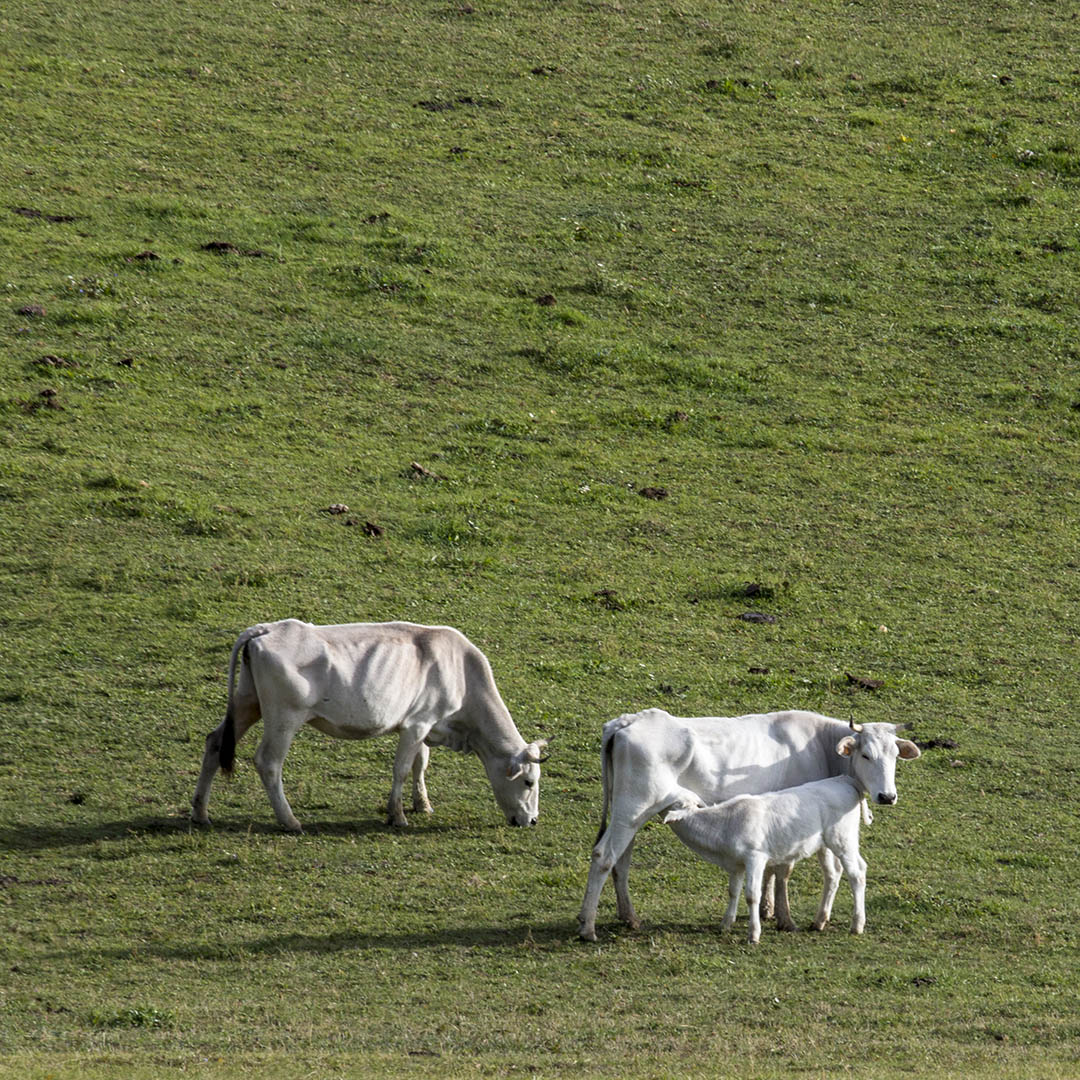 vitellino__di_chianina_prende_il_latte