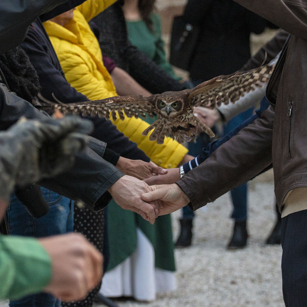 Falconeria Gubbio